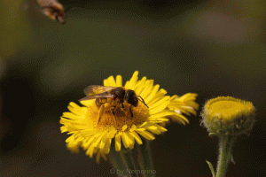 bee.gif