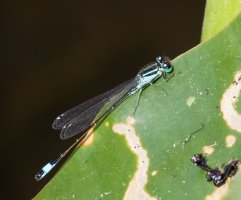 3R3A7084-DxO_Blue_tailed_damselfly.jpg