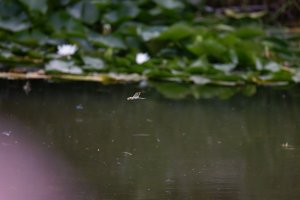 309A4927-DxO_Emperor_dragonfly_flying_full_frame_small.jpg