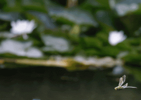 Emperor_Dragonfly in full_flight.gif