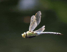 Emperor_Dragonfly_in_flight_cropped.gif