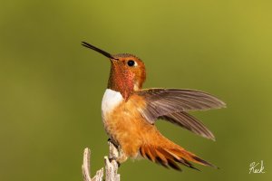 Rufous_Hummingbird_NM_Socorro_July_2022_22R53091_LR_2048.jpg