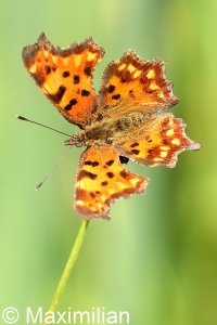 comma_2022_01.JPG