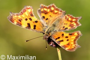 comma_2022_02.JPG