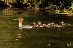 Common_Merganser_w_young_CO_Taylor River_July_2022_22R51657_LR_2048.jpg
