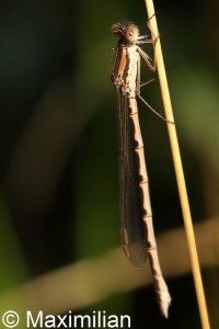 winter_damselfly_2022_06.JPG