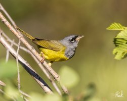 MacGillivrays_Warbler_CO_Lottis_Ck_July_2022_22R51749_LR_2048.jpg