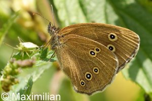 ringlet_2022_12.JPG