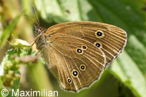 ringlet_2022_13.JPG