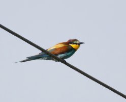 3R3A7175-DxO_beeeater_800mm_60m-ls-s-2_00x.jpg