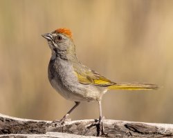 Green-tailed_Towhee_CO_CurecantiNRA_July_2022_22R50679_LR_2048.jpg