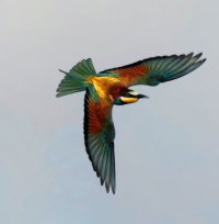 3R3A7266-DxO_beeeater_800mm_60m_flying-ls-sm_Aut-2_00x.jpg