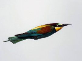 3R3A7321-DxO_Beeeater_flying_wings_in_800mm_80m-lsmaut-2_00x.jpg