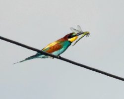 3R3A7497-DxO_Beeeater+southern_hawker_dragonfly_800mm_80m-ls-sh-2_00x.jpg