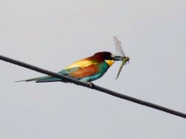 3R3A7499-DxO_Beeeater+southern_hawker_dragonfly_800mm_80m-ls-sh-M-2_00x.jpg