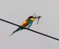 309A5490-DxO_Beeeater+southern_hawker_dragonfly_1000mm_80m-ls-sh-2_00x.jpg