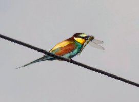 309A5510-DxO_Beeeater+southern_hawker_dragonfly-1000mm_80m_ls_vg-sh-2_00x.jpg