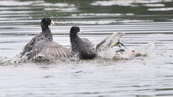 Coot Gull fight_s_5536.JPG