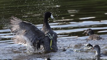 Coot fight_s_5843.JPG