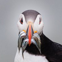 fish puffin square 2-3119.jpg