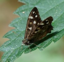 3R3A7585-DxO_speckled_meadow_butterfly.jpg