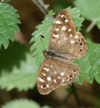 3R3A7587-DxO_speckled_meadow_butterfly.jpg