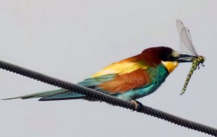 3R3A7499-DxO_Beeeater+southern_hawker_dragonfly_800mm_80m-ls-sh-v_crop-2_00x.jpg