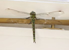 Southern_Hawker_Dragonfly-ls-sm_inKitchen_crop.jpg