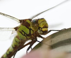 309A5765-DxO_Southern_Hawker_Dragonfly_in_kitchen_1-ls-sh_crop.jpg