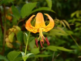 Turk's Cap Lily (Lilium superbum) BRP 3333 resized.JPG