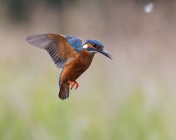 309A0178-DxO_Kingfisher_hovering-2_00x.jpg
