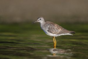 Lesser Yellowlegs.jpg