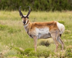 Pronghorn_male_CO_Walsenburg_July_2022_22R50175_LR_2048.jpg