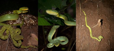Trimeresurus gramineus-resize 1000px.jpg