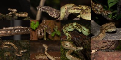 Trimeresurus malabaricus-resize 1000px.jpg