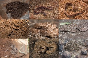 Echis carinatus carinatus-resize 1000px.jpg