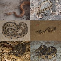 Daboia russelii-resize 1000px.jpg