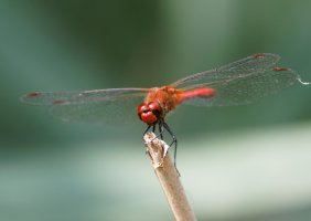 3R3A7820-DxO_Ruddy_Darter_Dragonfly_face.jpg