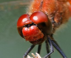 3R3A7820-DxO_Ruddy_Darter_Dragonfly_face_crop.jpg