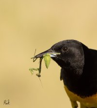 Scotts_Oriole_NM_Magdalena_July_2022_22R53161_LR.jpg