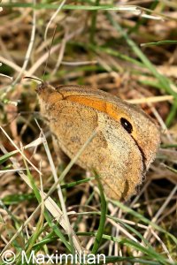 meadow_brown_2022_01.JPG