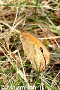 meadow_brown_2022_02.JPG