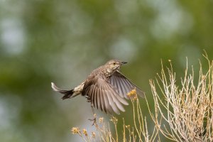 Sage_Thrasher_CO_CurecantiNRA_July_2022_22R50342_LR_2048.jpg