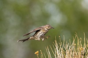 Sage_Thrasher_CO_CurecantiNRA_July_2022_22R50343_LR_2048.jpg