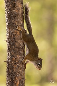 Red_Squirrel_CO_Lottis_Ck_July_2022_22R51893_LR_2048.jpg