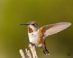 Rufous_Hummingbird_female_NM_Socorro_July_2022_22R52940_LR_2048.jpg