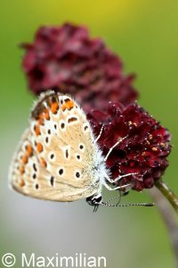 common_blue_2022_01.JPG