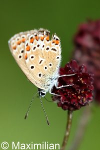 common_blue_2022_02.JPG