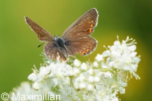 common_blue_2022_03.JPG