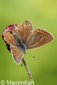 common_blue_2022_04.JPG